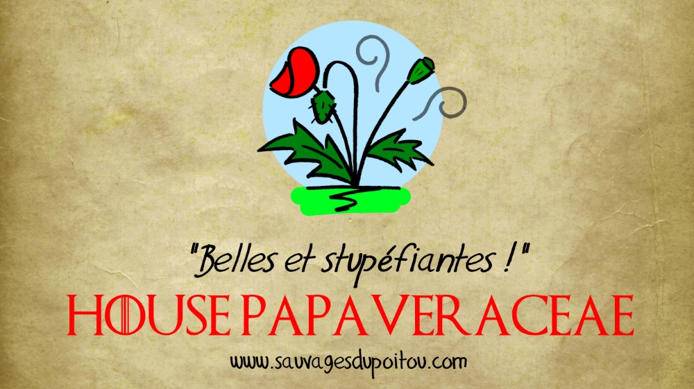 House Papaveraceae, Sauvages du Poitou!