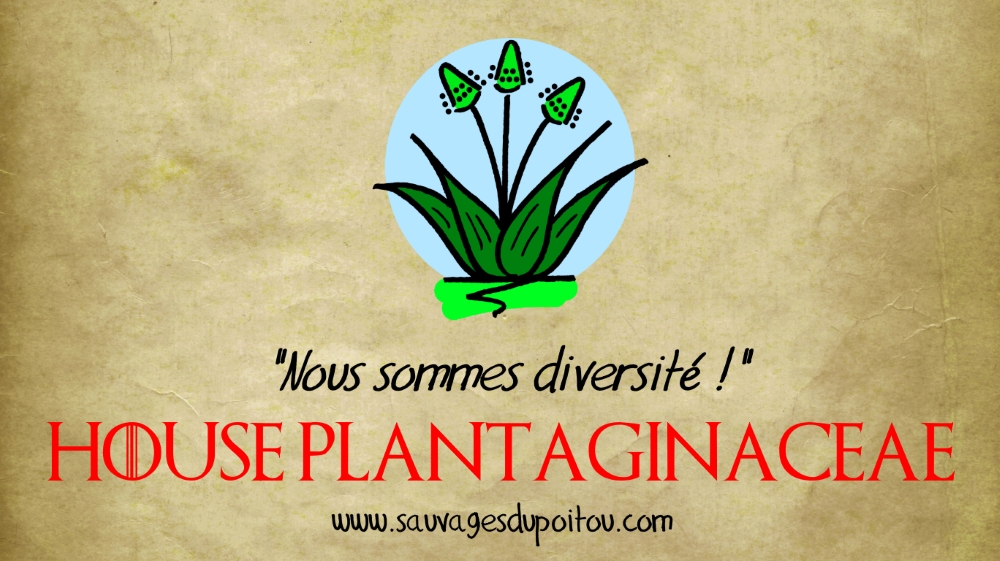 House Plantaginaceae, Sauvages du Poitou!