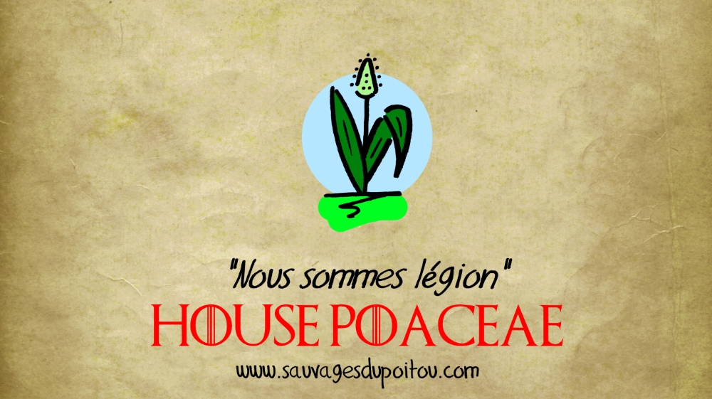 House Poaceae, Sauvages du Poitou!