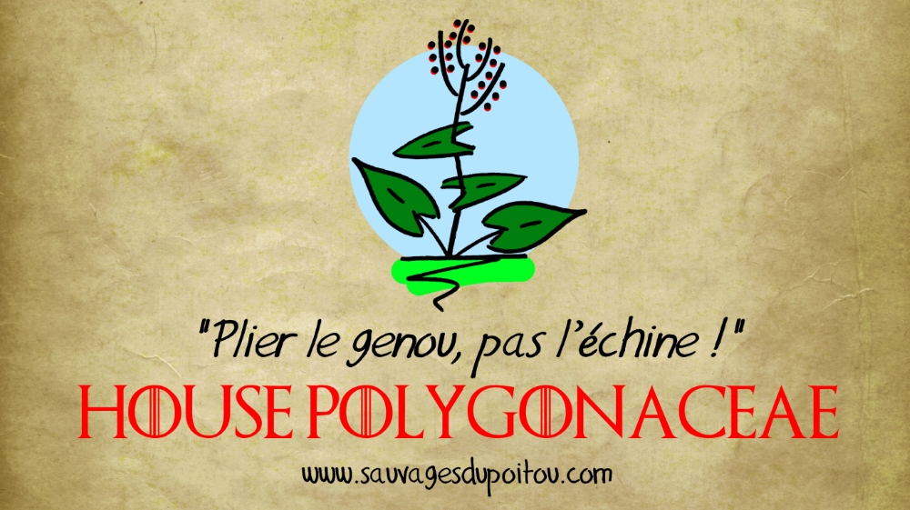 House Polygonaceae, Sauvages du Poitou!