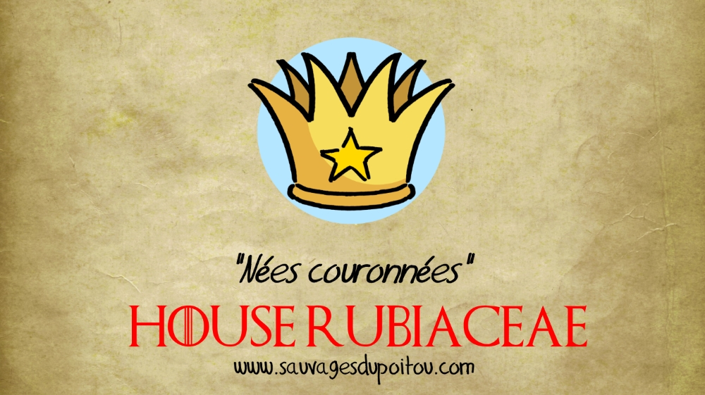 House Rubiaceae, Sauvages du Poitou!