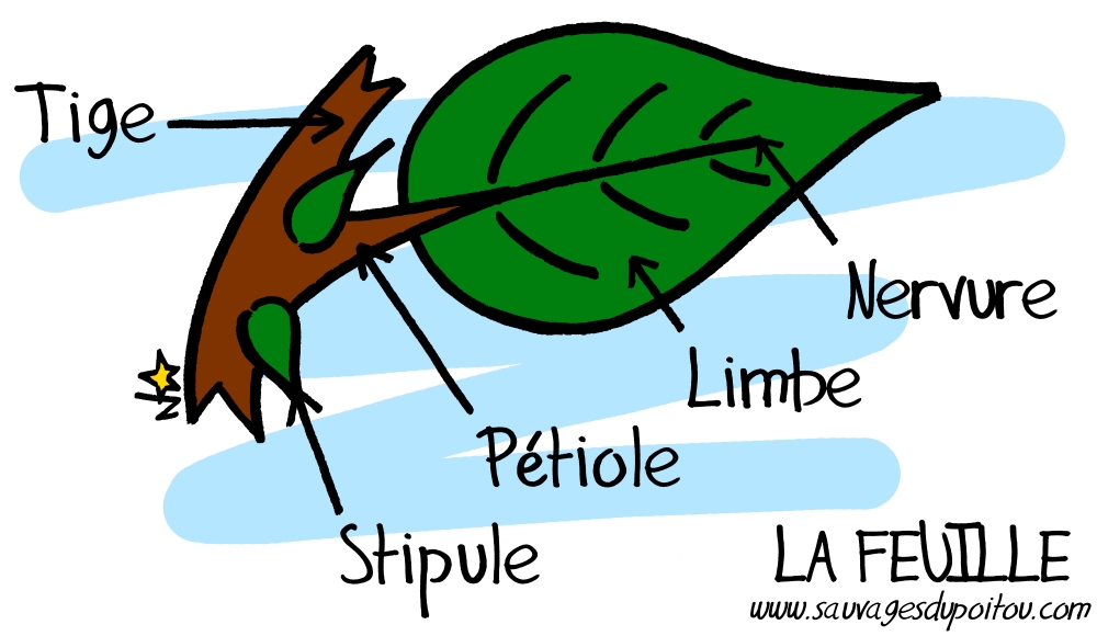 Sauvages du Poitou: la feuille