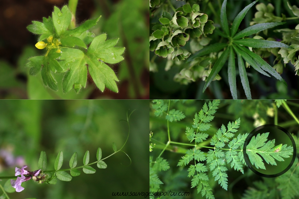 Les feuilles simples et composées, Sauvages du Poitou!