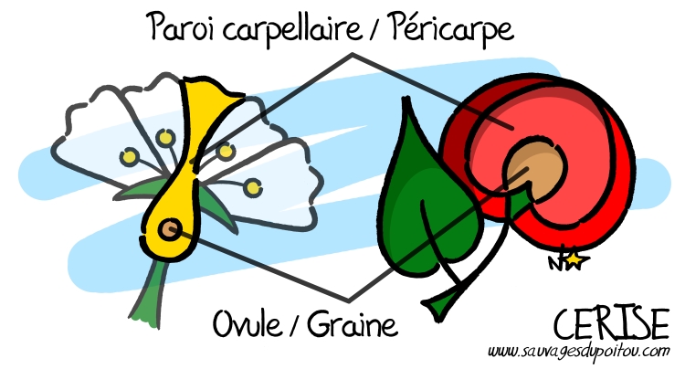 La Cerise, un fruit simple... Sauvages du Poitou!