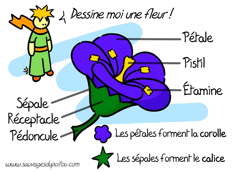 La fleur «théorique», Sauvages du Poitou
