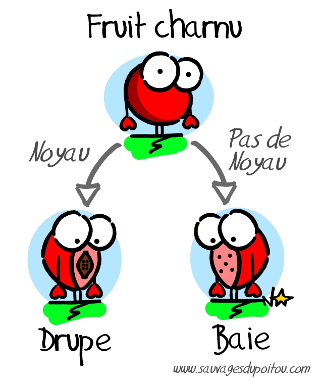 Les fruits charnus, Sauvages du Poitou!