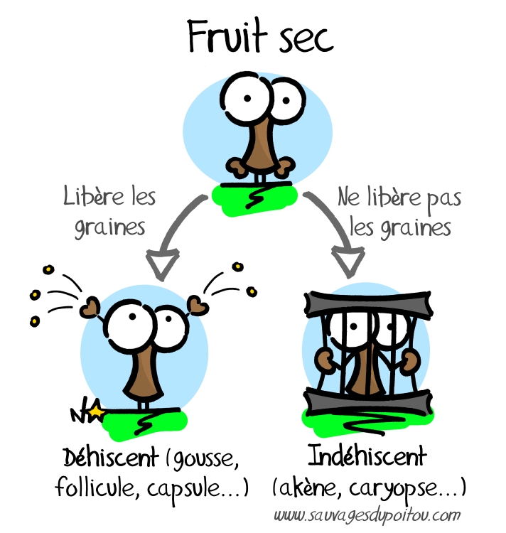 Fruits secs, Sauvages du Poitou!
