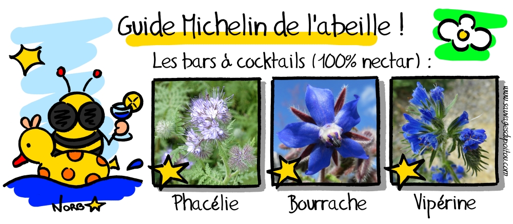 Phacélie, Bourrache, Vipérine: les bars à nectar! Sauvages du Poitou