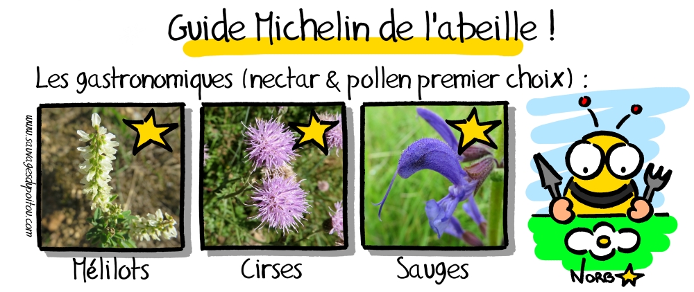 Mélilots, Cirses et Sauges: les adresses sûres pour l'abeille! Sauvages du Poitou