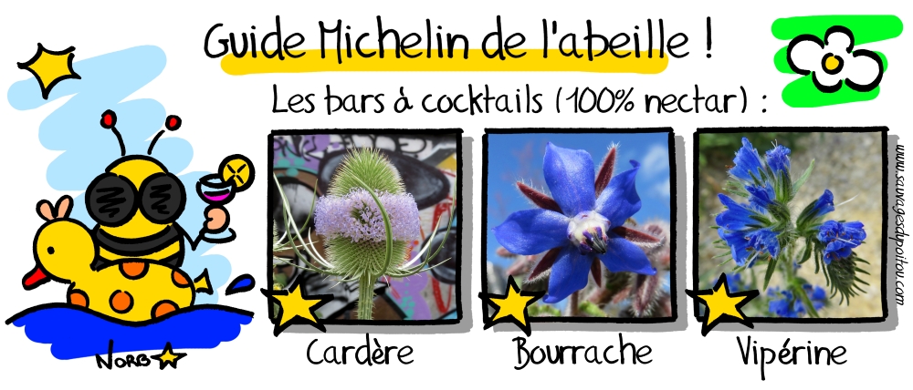 Cardère, Bourrache et Vipérine: les bars à nectars recommandés par Sauvages du Poitou!