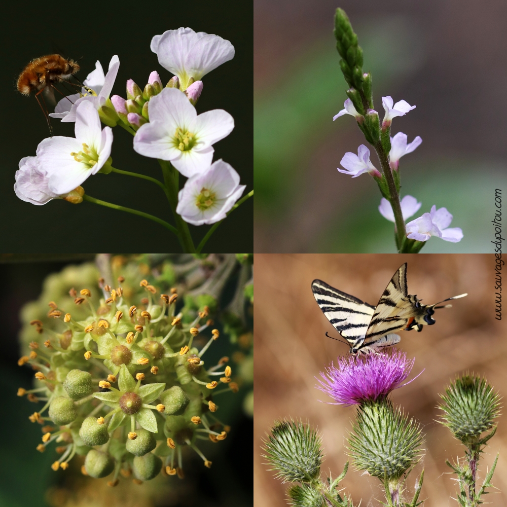 Inflorescences et capitules, Sauvages du Poitou