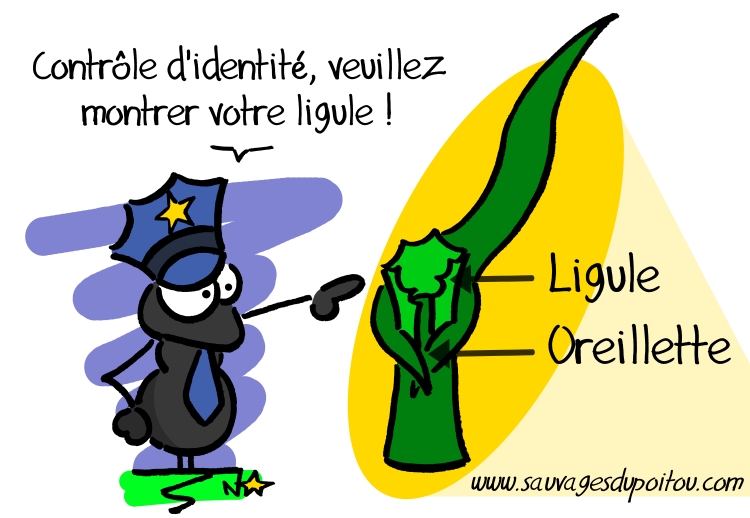 Poacées: ligule et oreillette, Sauvages du Poitou