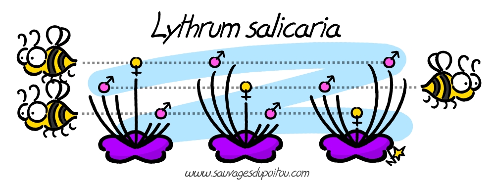 Lithrum salicaria, Sauvages du Poitou