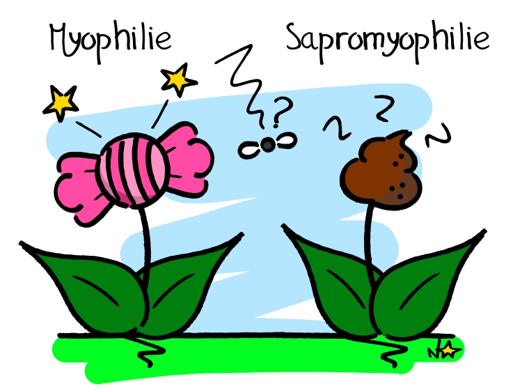 Myophilie et sapromyophilie, Sauvages du Poitou!