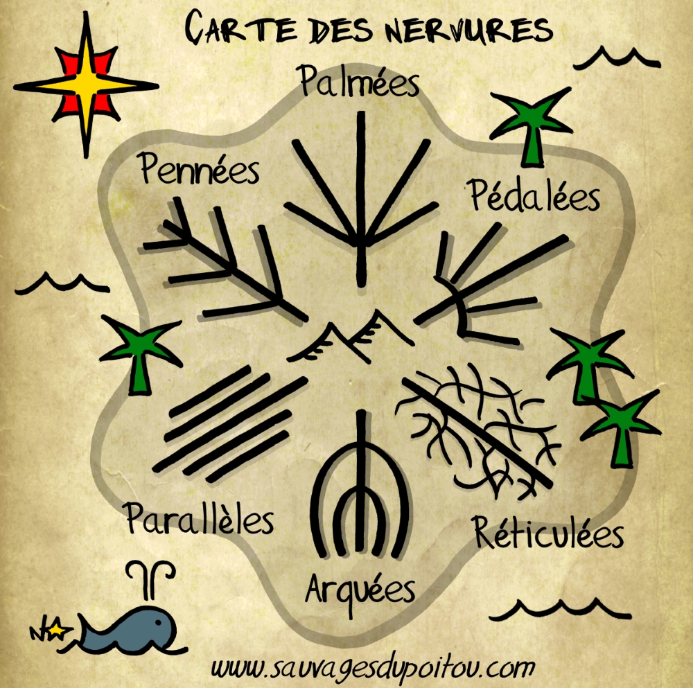 Les nervures des feuilles, Sauvages du Poitou