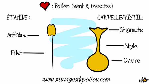 Psitil, carpelle et étamine, Sauvages du Poitou