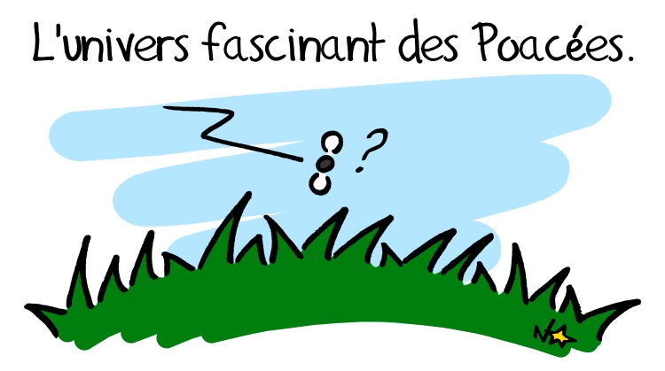 L'univers fascinant des Poacées, Sauvages du Poitou!