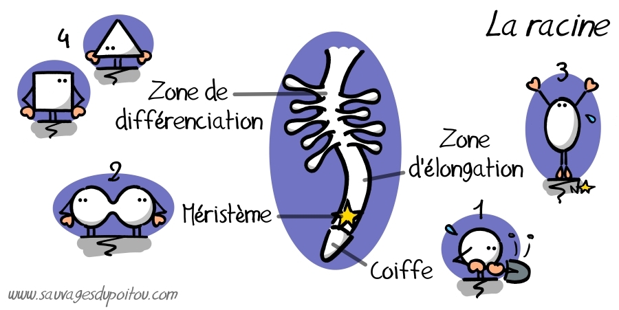 Racine, méristème et coiffe, Sauvages du Poitou!