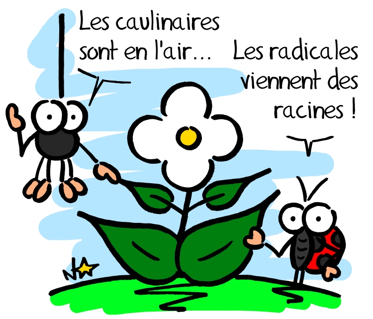 Feuilles radicales et caulinaires, Sauvages du Poitou