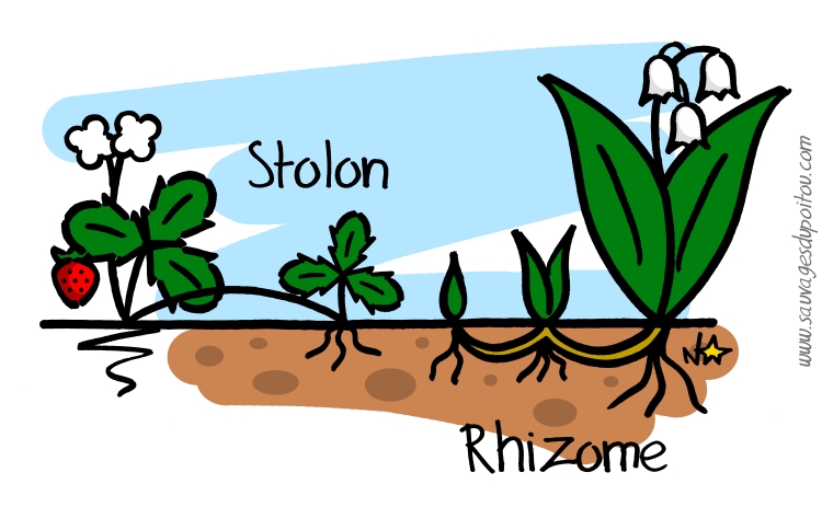 Stolon et rhizome, Sauvages du Poitou!