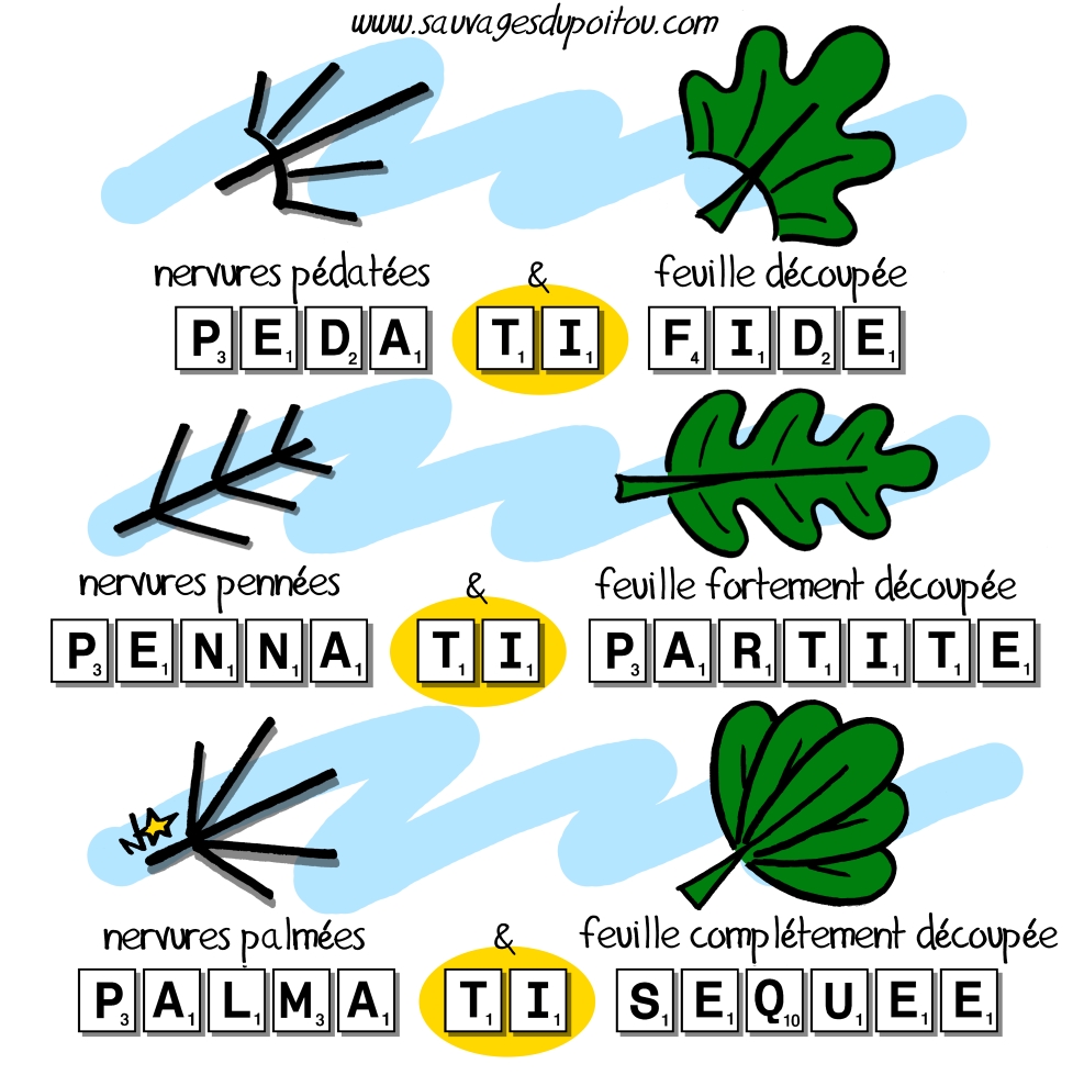 Les formes des feuilles, Sauvages du Poitou
