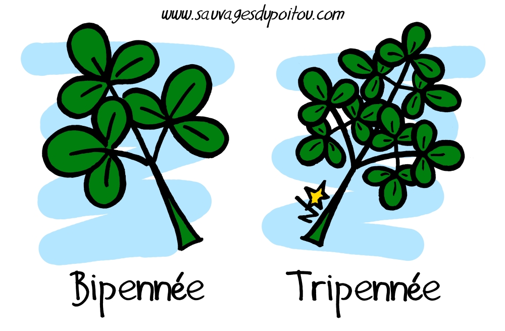 Feuilles bipennées et tripennées, Sauvages du Poitou