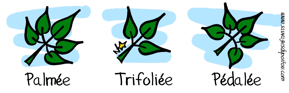 Feuilles composées, Sauvages du Poitou