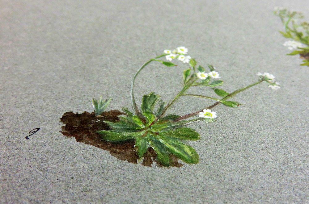 Draba verna par Marie Corneille,1889