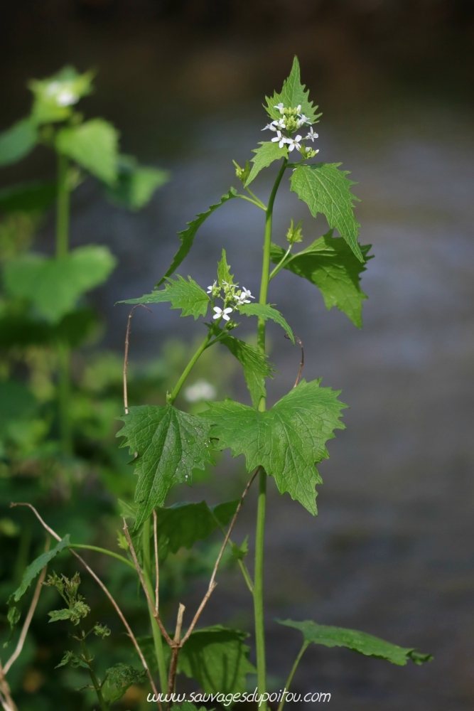 Alliaria petiolata, Alliaire, Poitiers bords de Boivre