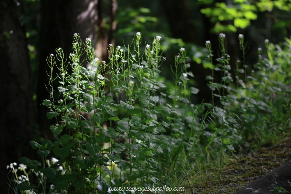 Alliaria petiolata, Alliaire, Poitiers bords de Boivre