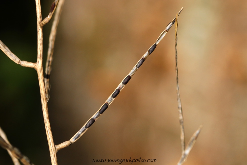 Alliaria petiolata, Alliaire, Poitiers bords de Boivre