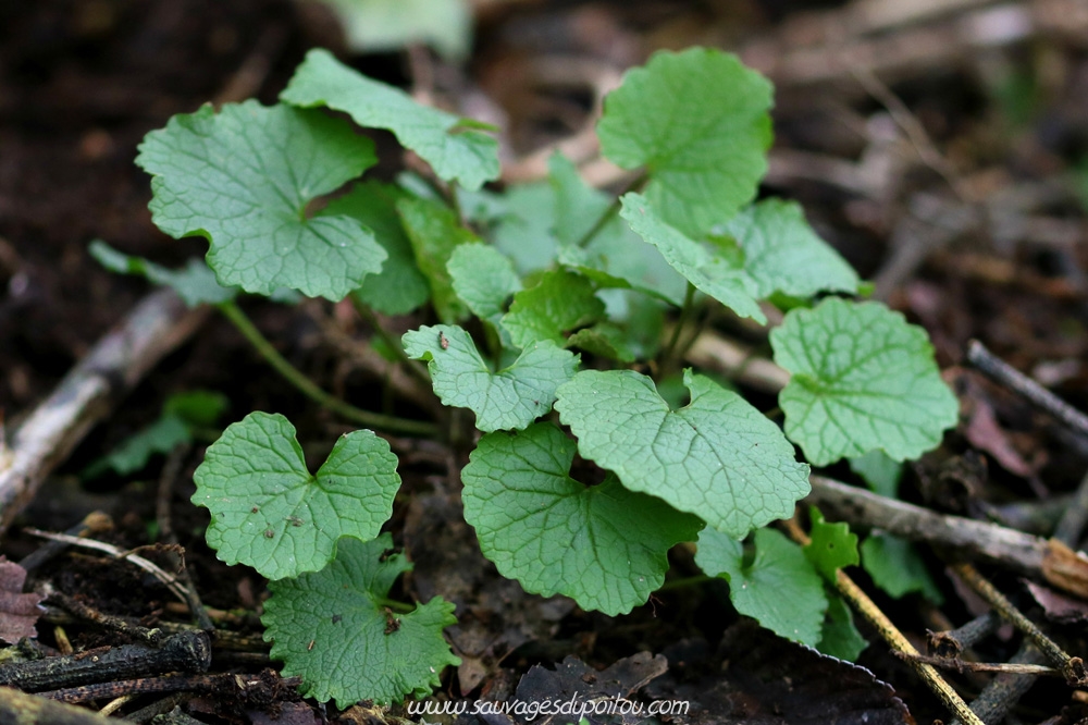 Alliaria petiolata, Alliaire, Poitiers bords de Boivre