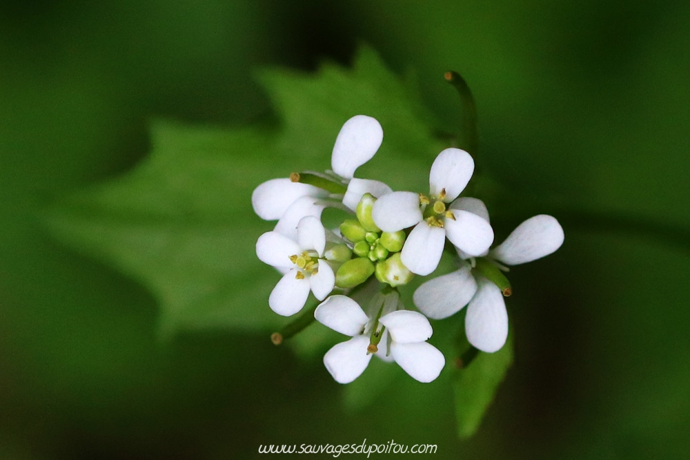 Alliaria petiolata, Alliaire, Poitiers bords de Boivre