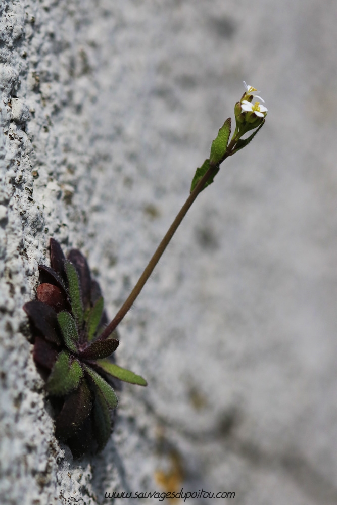 Arabidopsis thaliana, Arabette des dames, Poitiers quartier Chilvert