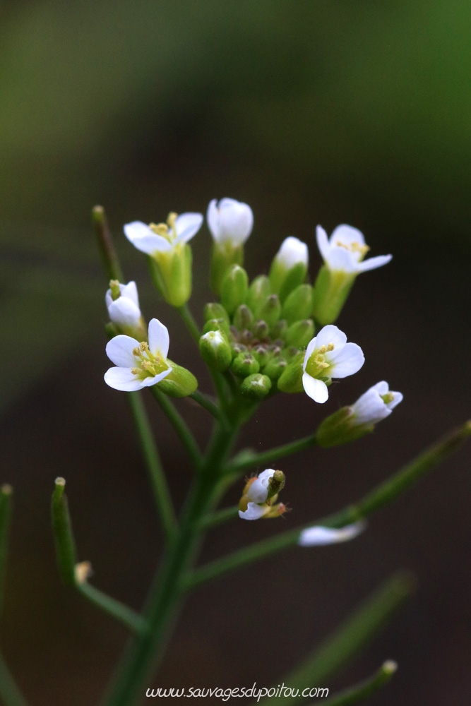 Arabidopsis thaliana, Arabette des dames, Poitiers chemin de la Cagouillère