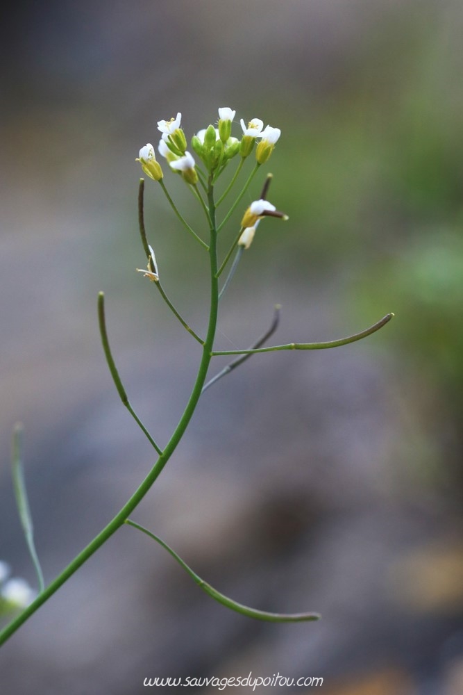 Arabidopsis thaliana, Arabette des dames, Poitiers quartier Chilvert