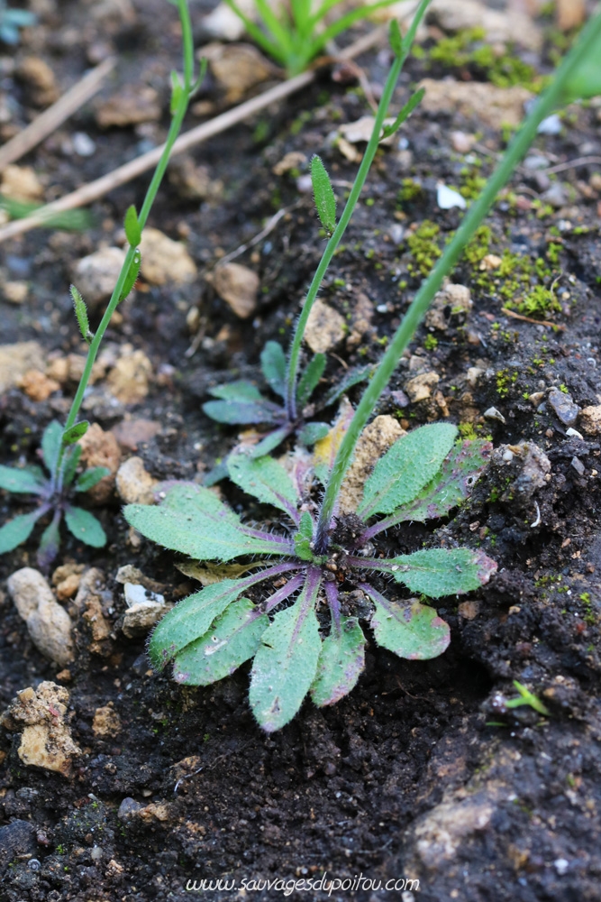 Arabidopsis thaliana, Arabette des dames, Poitiers chemin de la Cagouillère