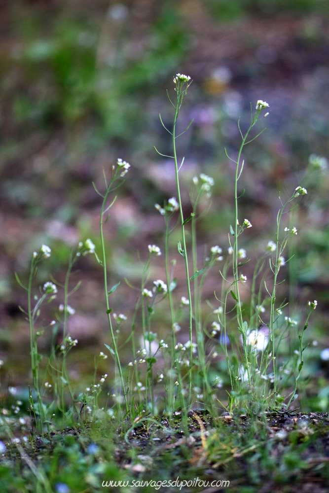 Arabidopsis thaliana, Arabette des dames, Poitiers chemin de la Cagouillère