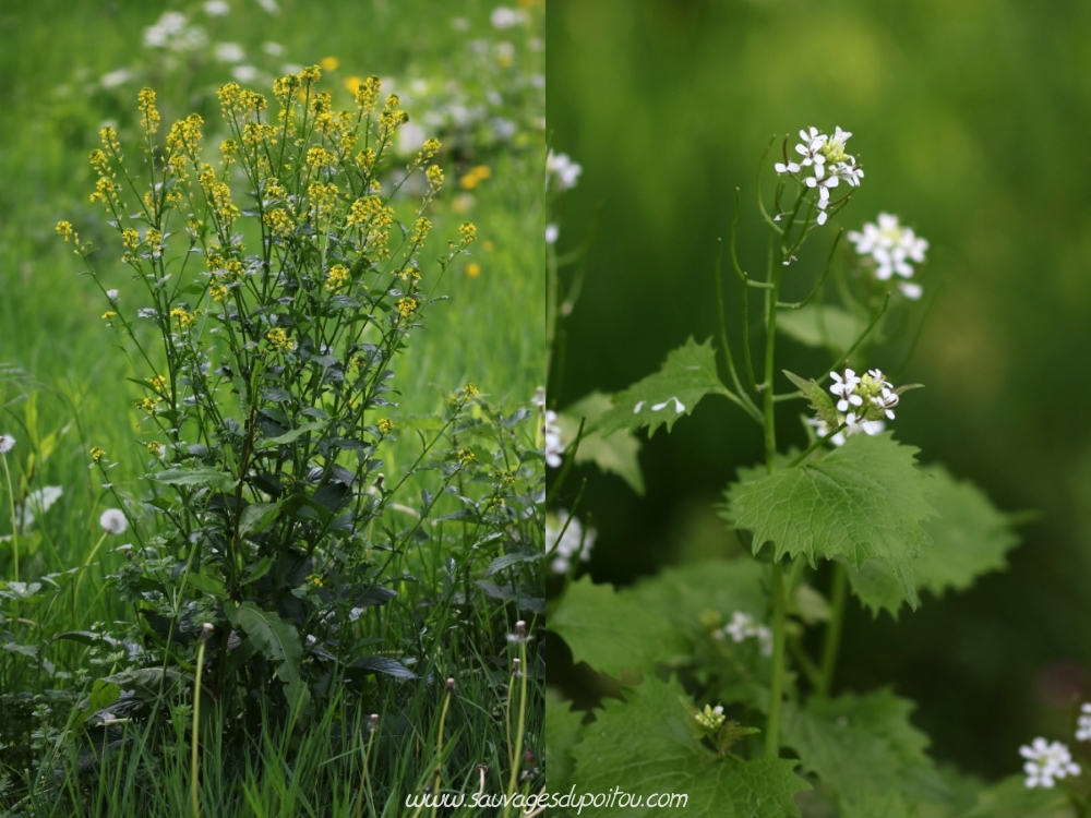 Barbarea vulgaris et Alliaria petiolata, Saint-Benoît (86)