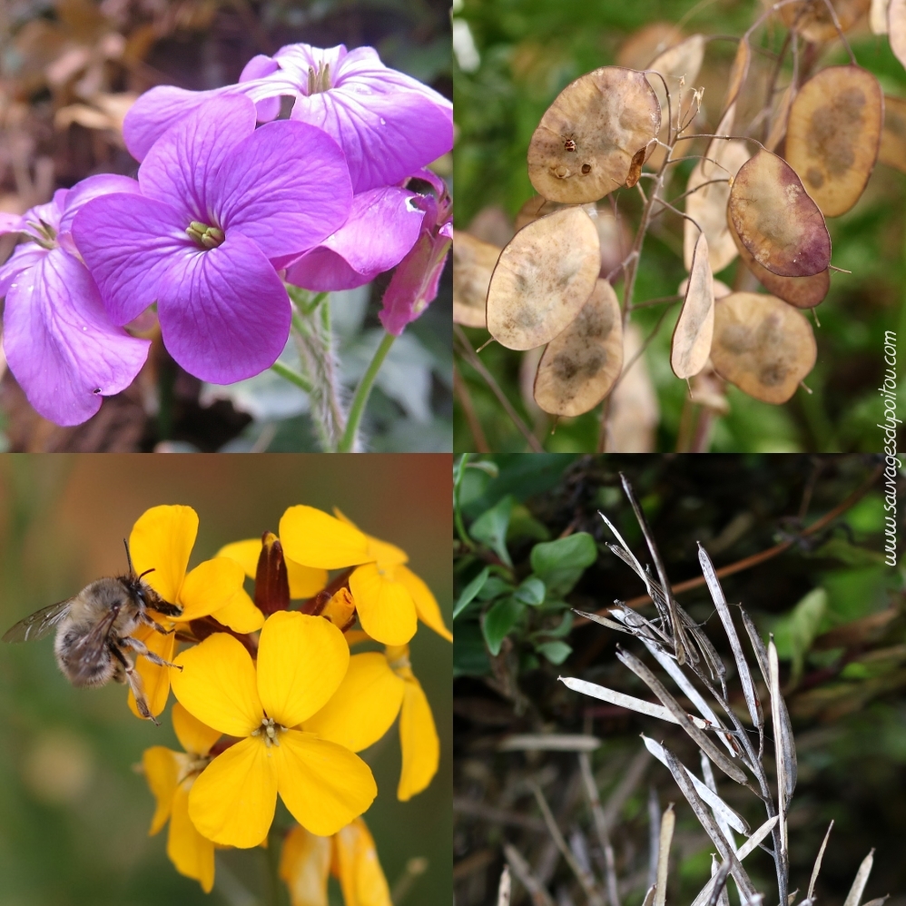 Monnaie du pape (Lunaria annua) et Giroflée des murailles (Erysimum cheiri)