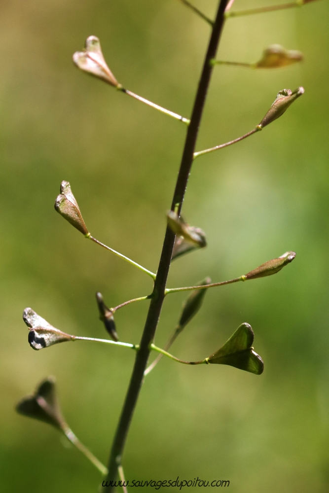 Capsella bursa-pastoris, Capselle bourse-à-pasteur, Poitiers Porteau