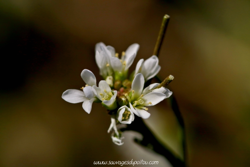 Cardamine hirsuta, Cardamine hérissée, Poiters Chilvert