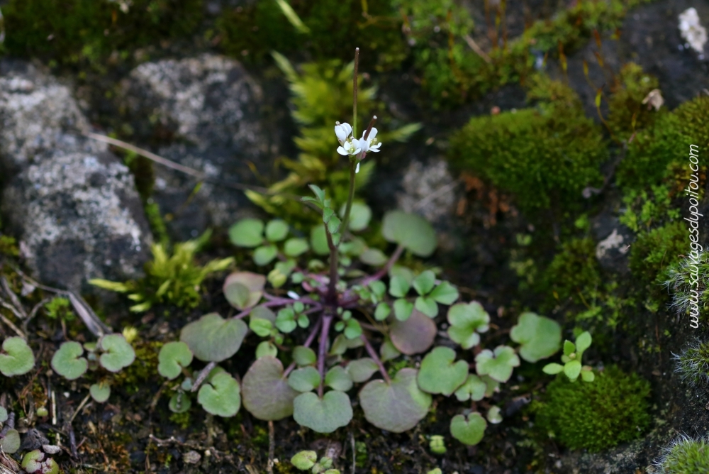 Cardamine hérissée, Cardamina hirsuta, Poitiers quartier Gare