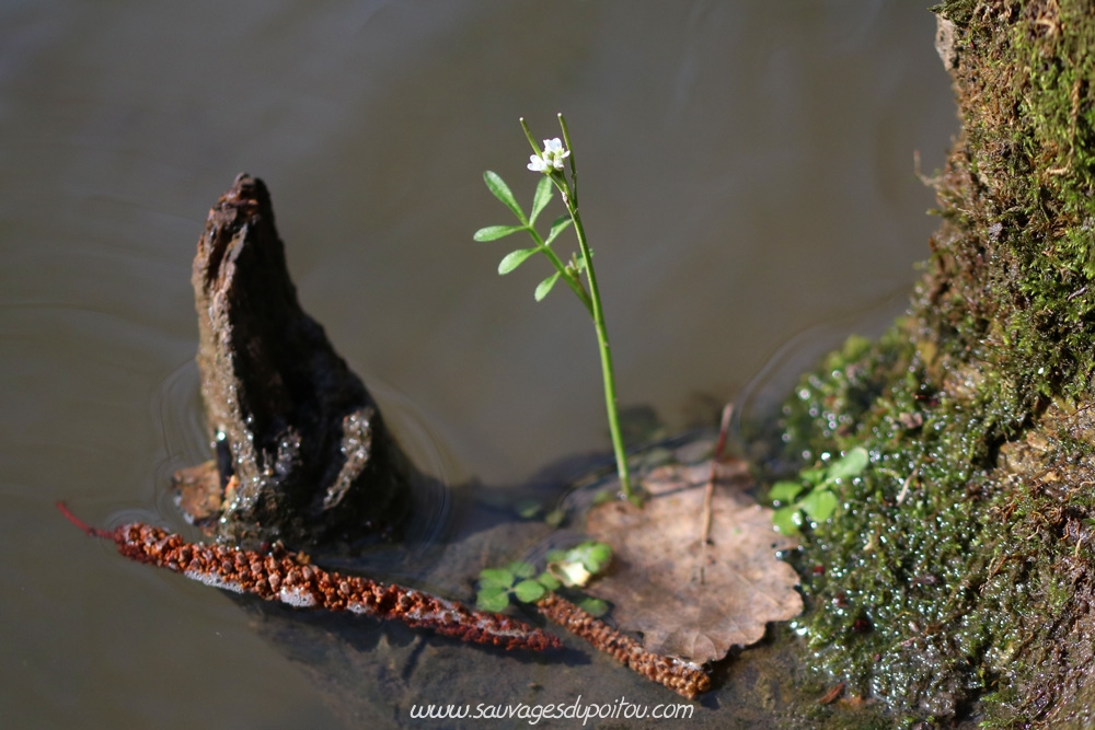 Cardamine hursuta, Cardamine hérissée, Poiters bords de Boivre