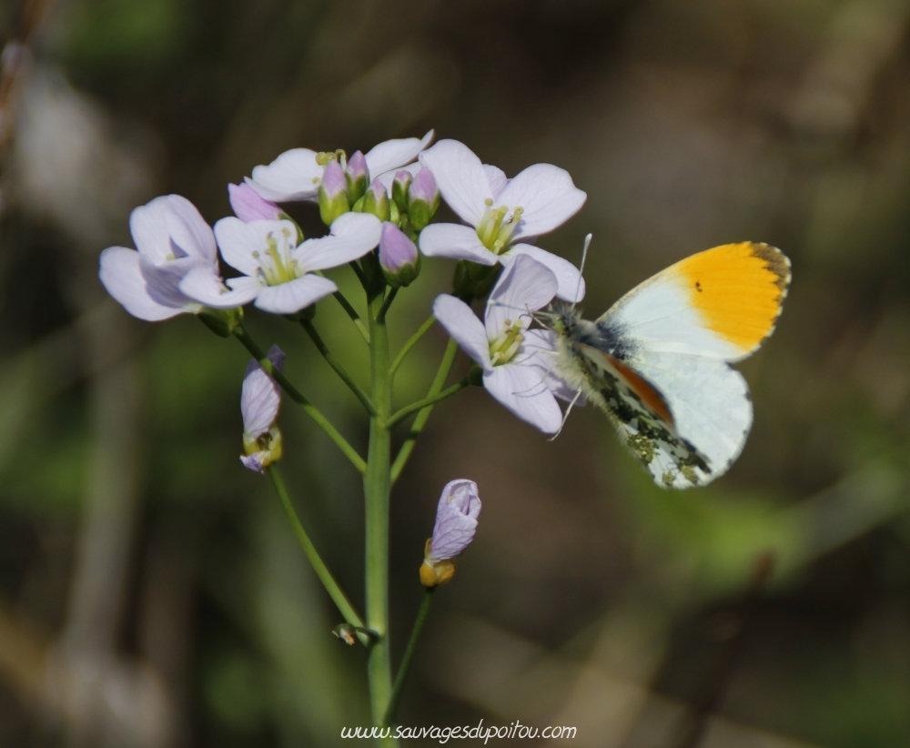 Anthocharis cardamines sur Cardamine pratensis, Saint Benoît (86), crédit photo: Olivier Pouvreau