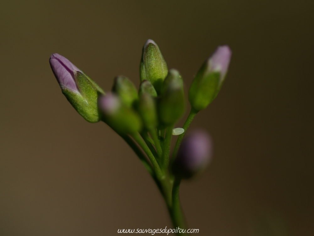 Oeuf d'Anthocharis cardamines sur Cardamine pratensis, Saint Benoît (86), crédit photo: Olivier Pouvreau