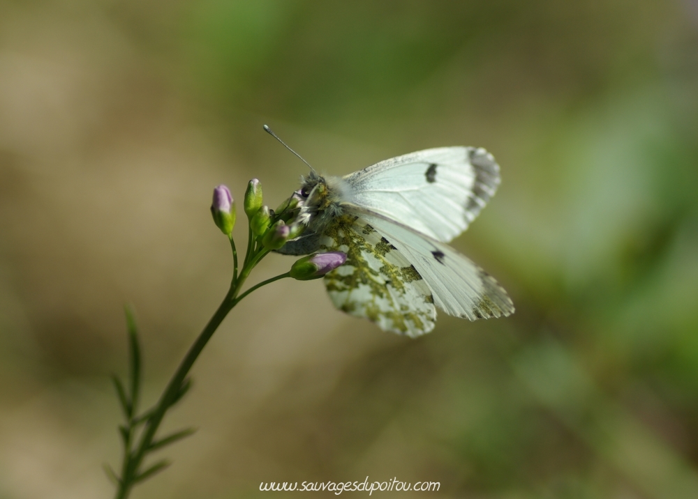 Anthocharis cardamines sur Cardamine pratensis, Saint Benoît (86), crédit photo: Olivier Pouvreau