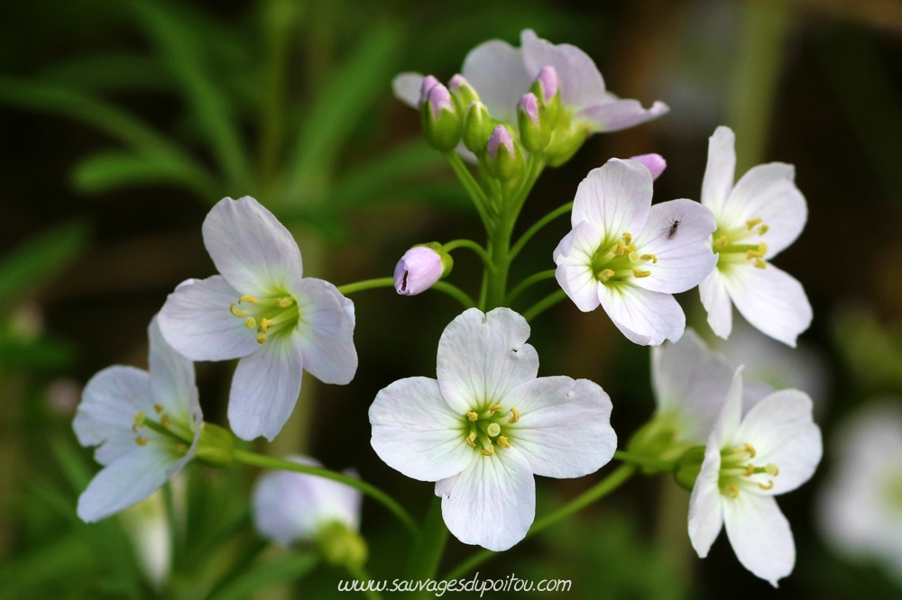 Cardamine pratensis, Cardamine des prés, Poitiers bords de Clain