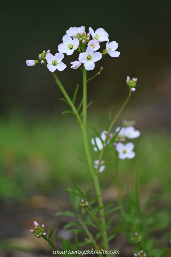 Cardamine pratensis, Cardamine des prés,  Poitiers bords de Boivre