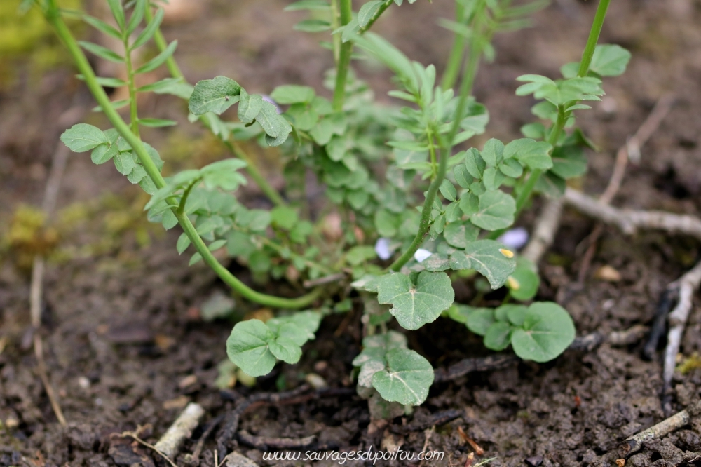 Cardamine pratensis, Cardamine des prés, Saint Benoît (86)